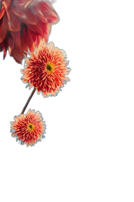 flower, crown, jewelry, staff transparent PNG cut-out