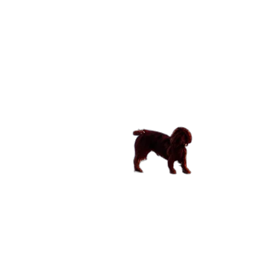 animal, creature, staff, hair transparent PNG cut-out