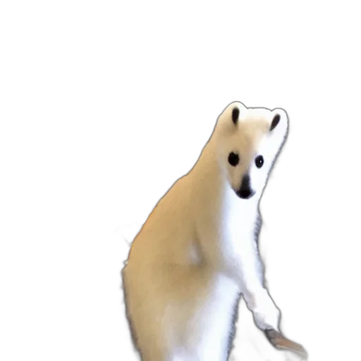 animal, creature, staff, hair transparent PNG cut-out