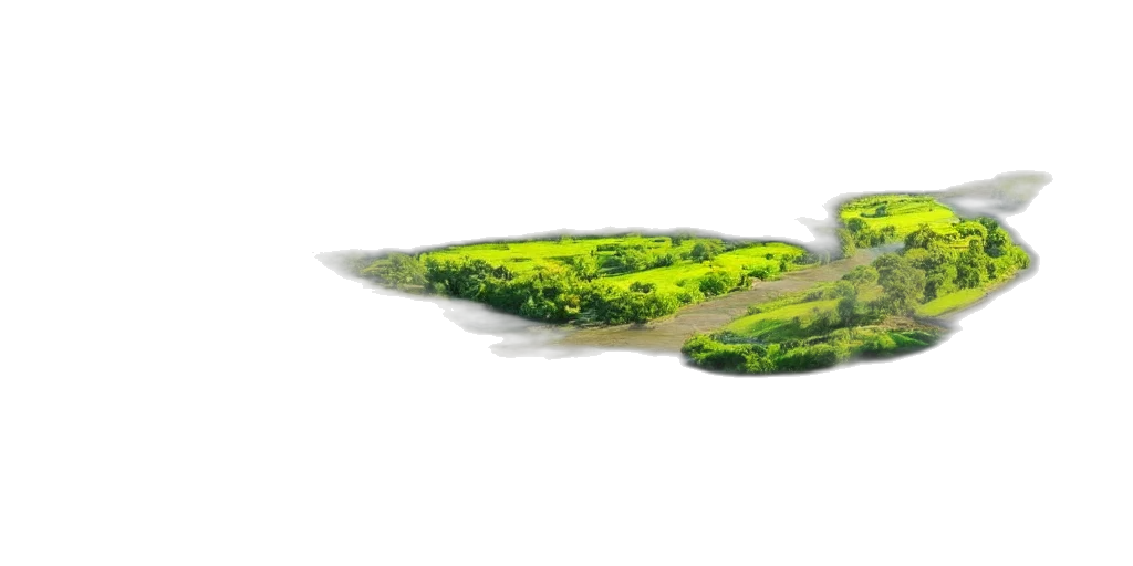 sword, weapon, tree, umbrella transparent PNG cut-out
