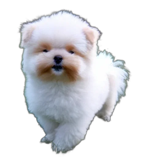animal, creature, face, hair transparent PNG cut-out