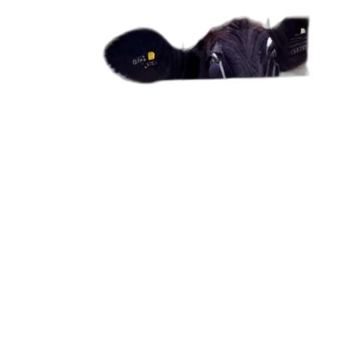 animal, hat, creature, staff transparent PNG cut-out