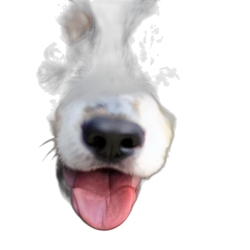 animal, face, creature, dragon transparent PNG cut-out