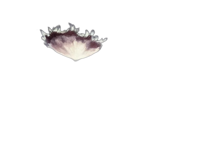 crown, flower, hair, jewelry transparent PNG cut-out