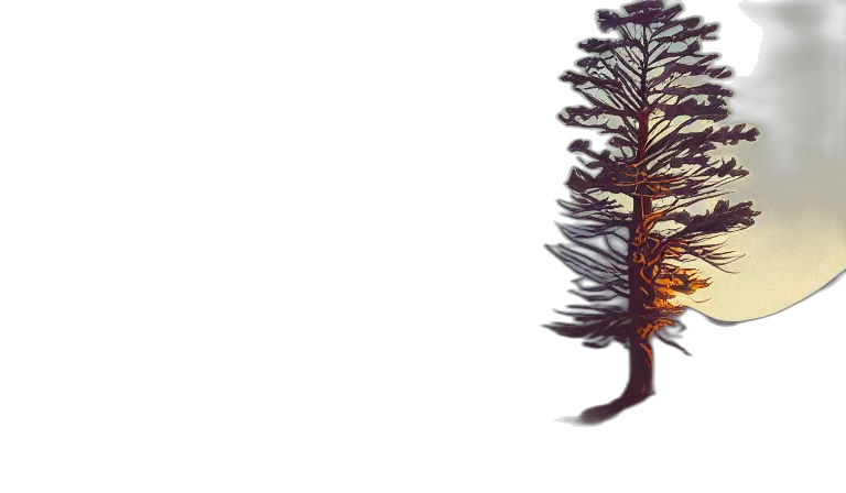 tree, crown, hair, creature transparent PNG cut-out