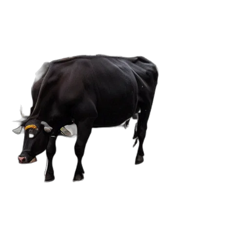 animal, food, creature, jewelry transparent PNG cut-out