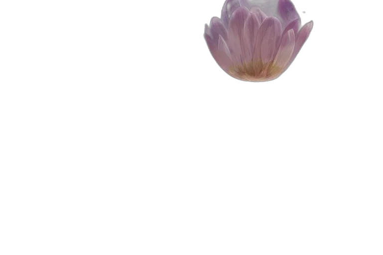 flower, crown, jewelry, creature transparent PNG cut-out
