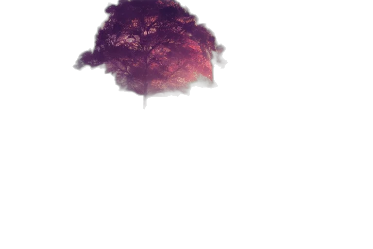 tree, umbrella, crown, hat transparent PNG cut-out