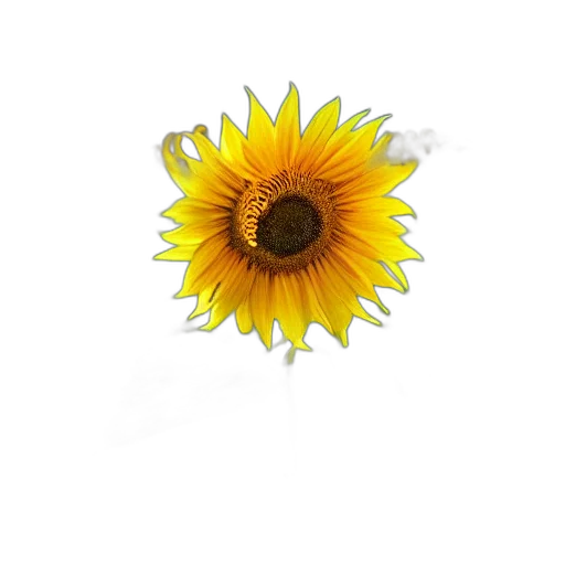 flower, crown, staff, jewelry transparent PNG cut-out