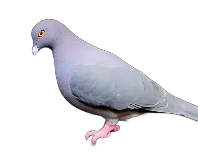 animal, creature, staff, jewelry transparent PNG cut-out