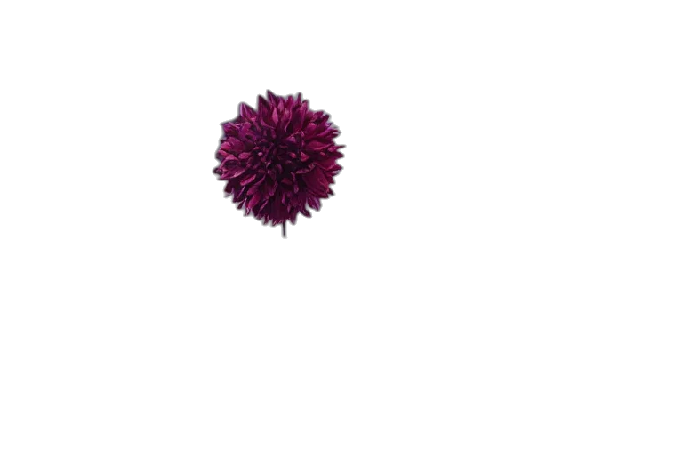 flower, hair, umbrella, crown transparent PNG cut-out