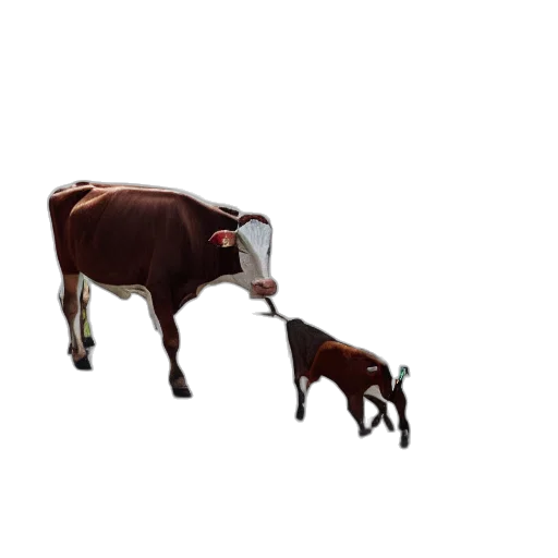 animal, food, jewelry, creature transparent PNG cut-out