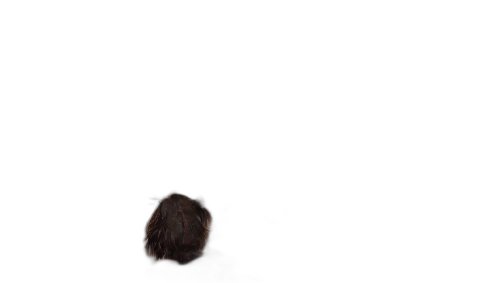 hair, hat, crown, animal transparent PNG cut-out