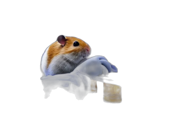 animal, food, creature, hat transparent PNG cut-out