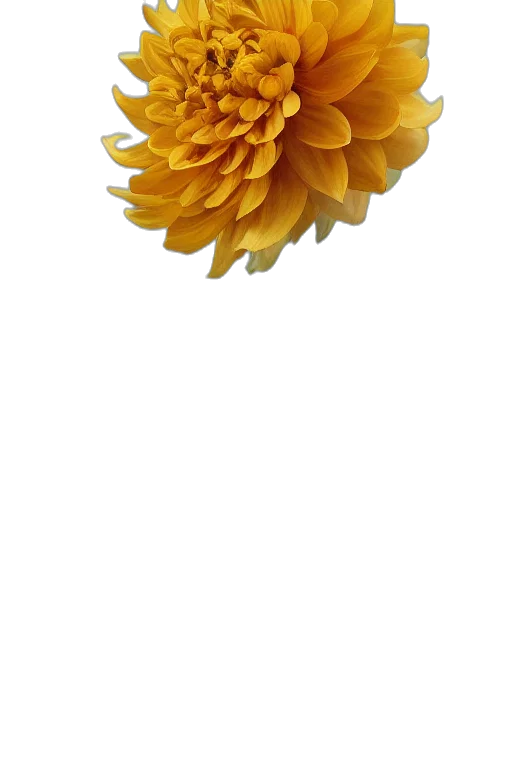 flower, crown, jewelry, umbrella transparent PNG cut-out