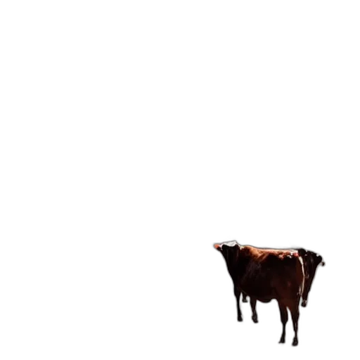 animal, food, creature, robot transparent PNG cut-out