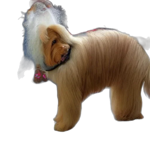 animal, hair, creature, staff transparent PNG cut-out