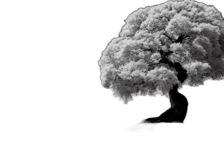 tree, crown, hair, face transparent PNG cut-out