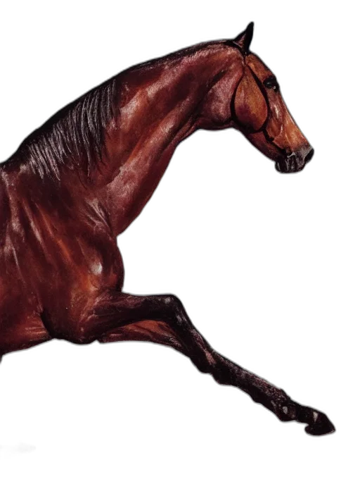 animal, creature, hair, furniture transparent PNG cut-out
