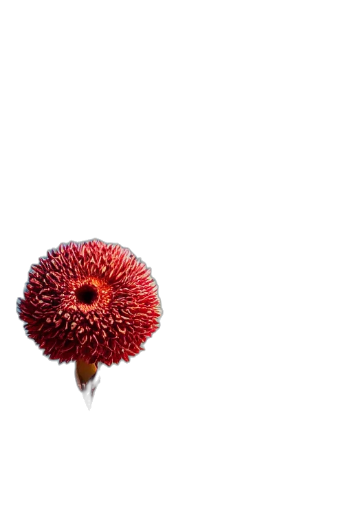 flower, umbrella, crown, staff transparent PNG cut-out