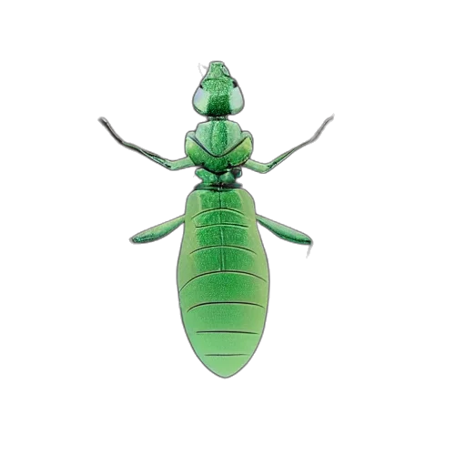 animal, creature, jewelry, staff transparent PNG cut-out