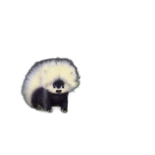 animal, hair, creature, staff transparent PNG cut-out