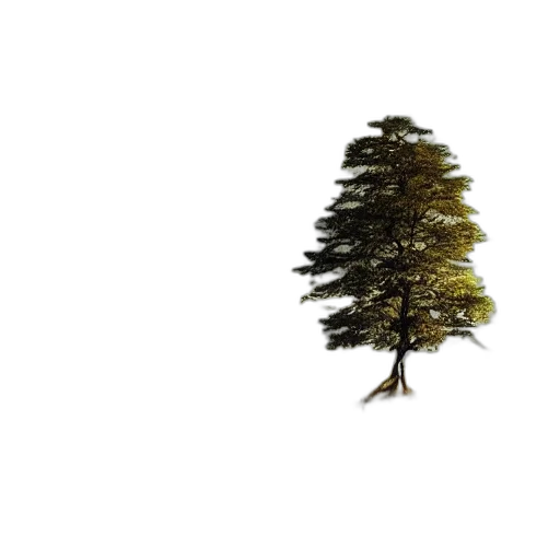 tree, crown, hair, hat transparent PNG cut-out