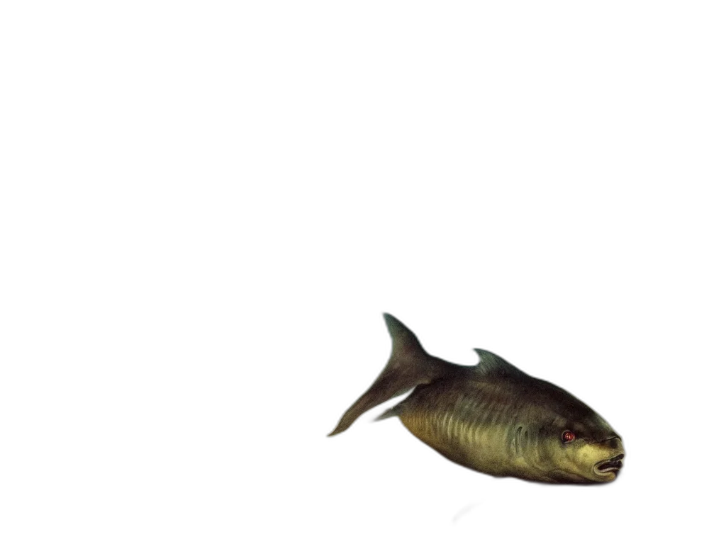 animal, creature, staff, food transparent PNG cut-out