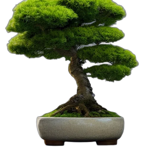 tree, crown, furniture, animal transparent PNG cut-out