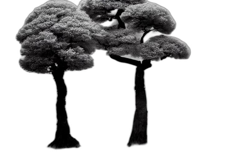 tree, crown, hair, umbrella transparent PNG cut-out
