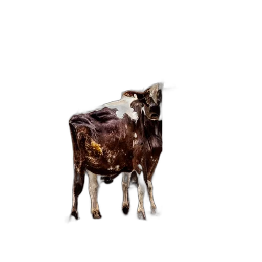 animal, creature, food, face transparent PNG cut-out