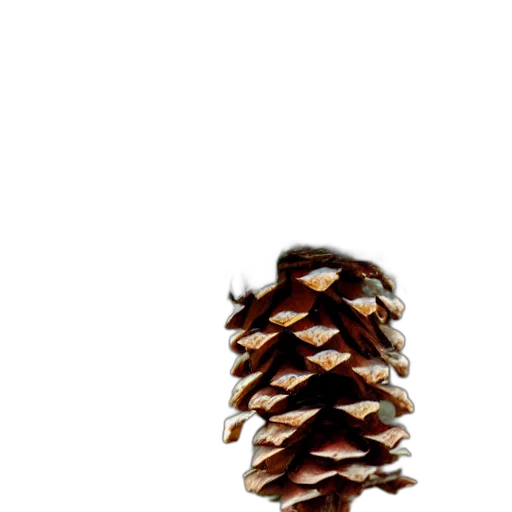 tree, crown, hair, staff transparent PNG cut-out
