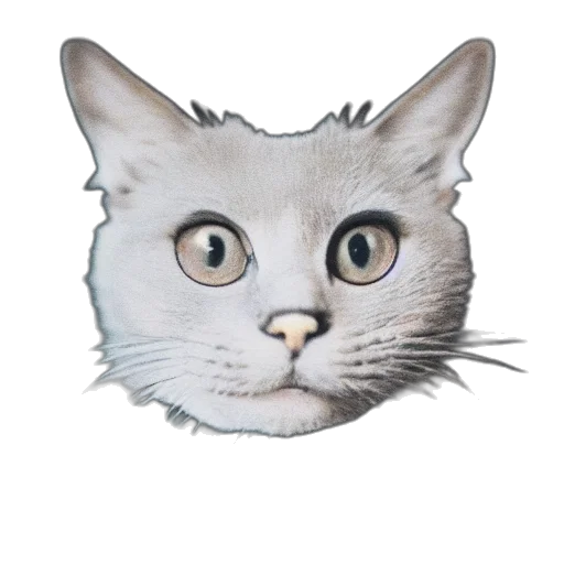 animal, face, creature, mask transparent PNG cut-out