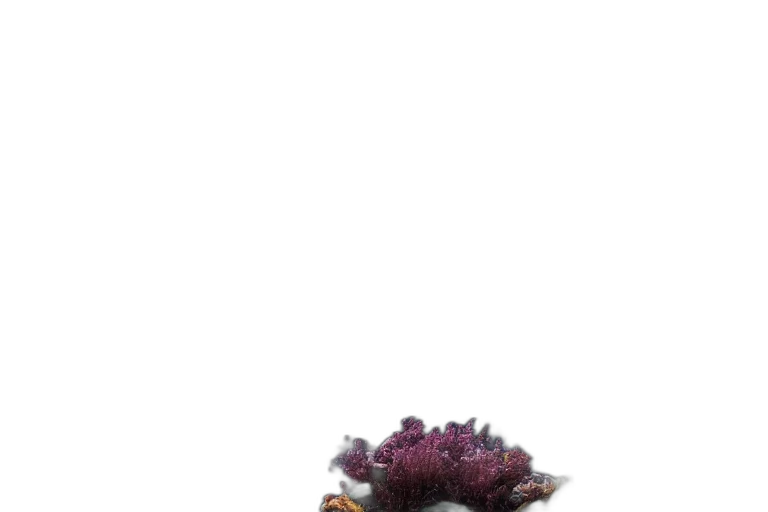 flower, crown, creature, dragon transparent PNG cut-out