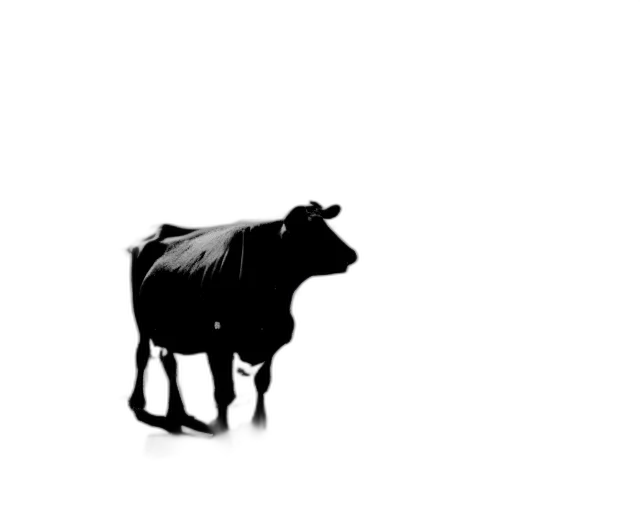 animal, food, creature, jewelry transparent PNG cut-out
