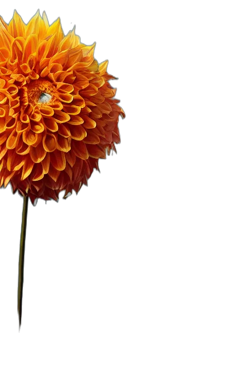 flower, crown, staff, umbrella transparent PNG cut-out