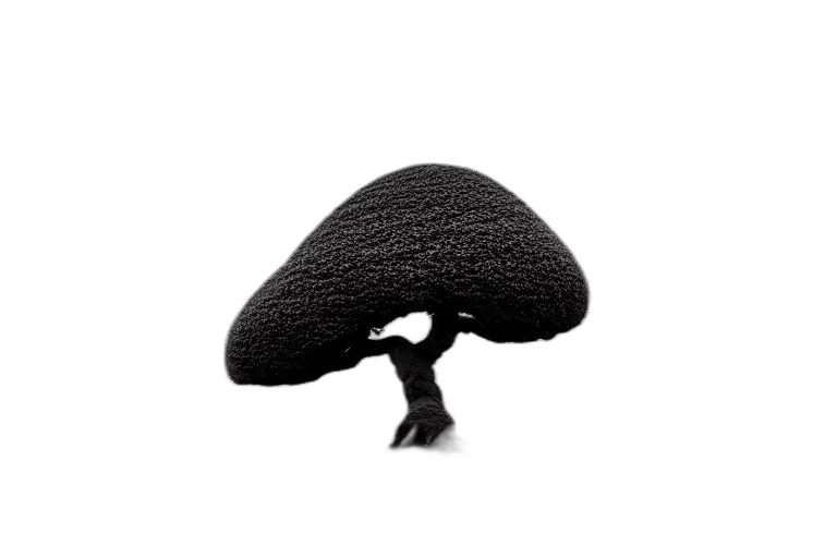 hat, tree, hair, crown transparent PNG cut-out