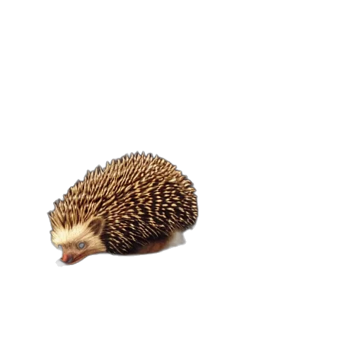 animal, creature, food, hair transparent PNG cut-out