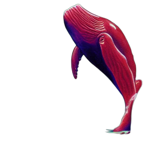 creature, shoes, animal, hair transparent PNG cut-out