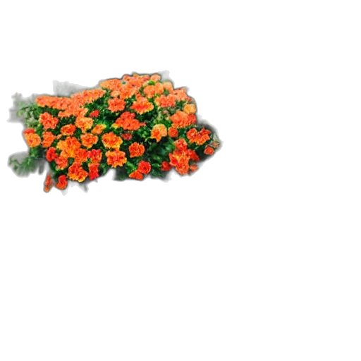 flower, crown, food, jewelry transparent PNG cut-out