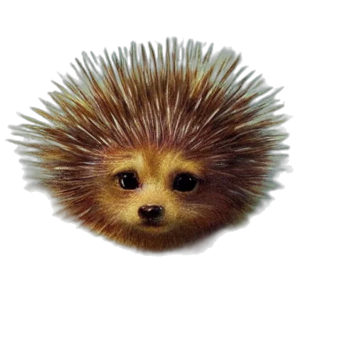 animal, creature, hair, staff transparent PNG cut-out