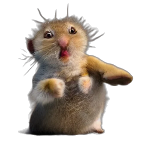 animal, creature, staff, food transparent PNG cut-out
