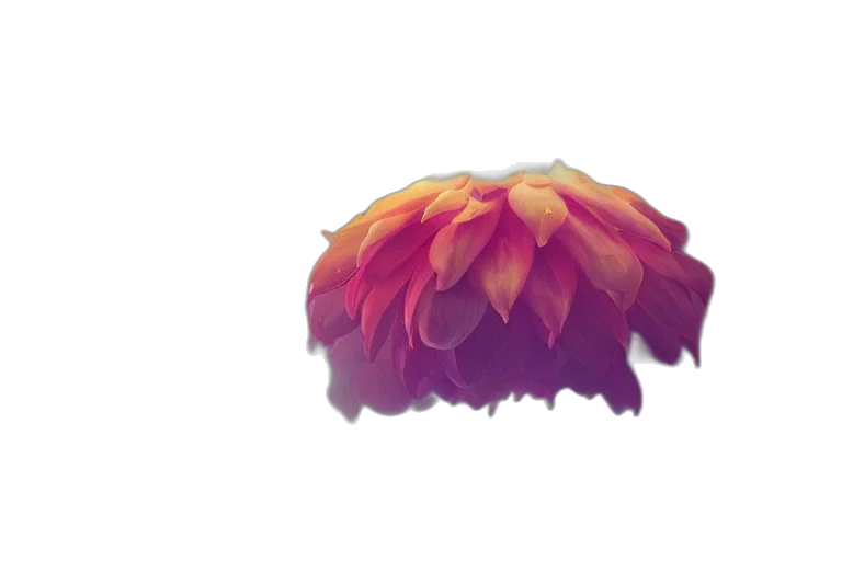 flower, crown, hair, hat transparent PNG cut-out