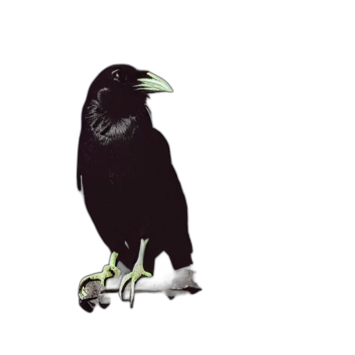 animal, creature, shoes, staff transparent PNG cut-out