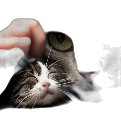 animal, creature, face, staff transparent PNG cut-out