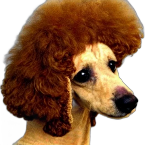 hair, hat, animal, crown transparent PNG cut-out