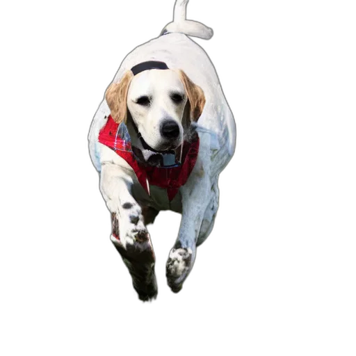 animal, creature, jacket, staff transparent PNG cut-out