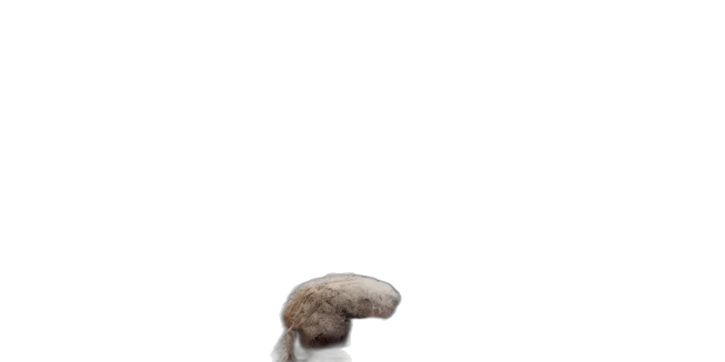 hat, hair, crown, creature transparent PNG cut-out