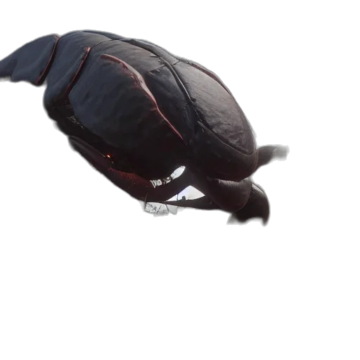 animal, creature, hat, food transparent PNG cut-out