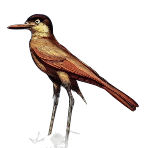 animal, staff, creature, concept art transparent PNG cut-out